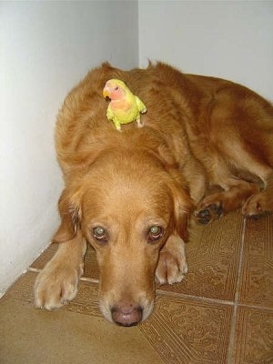 A Golden Retriever dog laying down with his head resting on the brown tiled floor as he looks up at the camera and there is a yellow bird pertched on this back