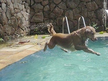 Witch Christina the Golden Retriever is in mid-air as she jumps into a pool