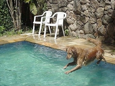 An Already Wet Witch Christina the Golden Retriever is jumping into a pool