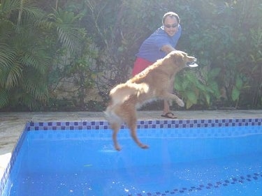 Side View Witch Christina the Golden Retriever is grabbing a frisbee out of a persons hand while she jumps mid-air into a pool