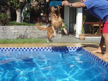 Witch Christina the Golden Retriever is grabbing a flip flop out of a persons hand as she jumps into a pool