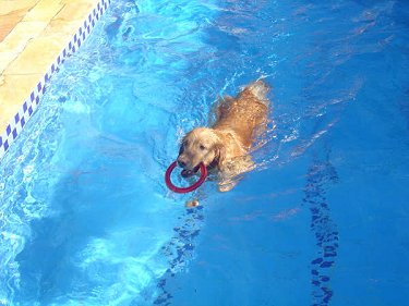 Witch Christina the Golden Retriever is swimming through a pool with a red ring in her mouth