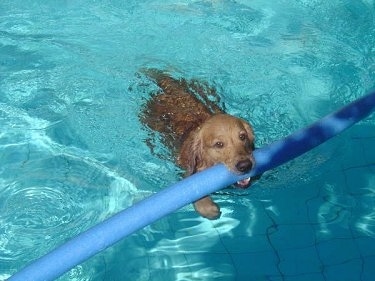Witch Christina the Golden Retriever is swimming with a pool noodle in her mouth
