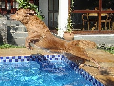 Witch Christina the Golden Retriever is in mid-air as she jumps into a pool