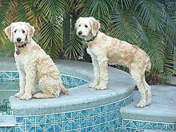 Two tan Goldendoodles are sitting and standing on the corner of a pool. Their coats are shaved short.