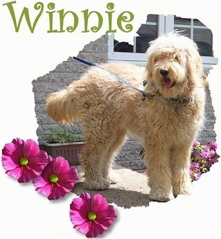 A Goldendoodle is standing on a front porch. The words - Winnie - are overlayed along wiht pink flowers