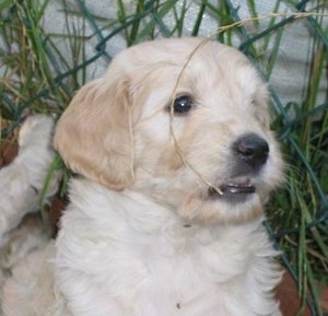 Close Up - A Goldendoodle puppy is being held up over a flower bed