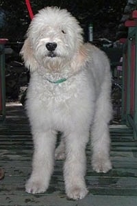 A white and cream Goldendoodle is standing at the top of a staircase in front of a door