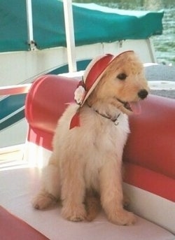 A Petite Goldendoodle is wearing a red sun hat with a white ribbon and flower around it sitting on a red and white pontoon boat looking to the right. Its mouth is open and tongue is out and it looks happy. There is a green and white boat behind it.