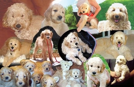 A Collage of full-sized Goldendoodles and Goldendoodle puppies