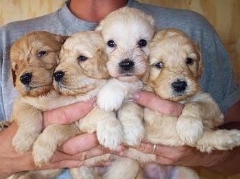 Close up front view - A litter of  4 Petite Goldendoodle puppies are being held up in a persons hands. One pup is red, two are tan and one is cream in color.
