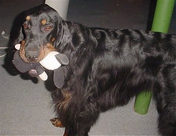 A black and tan Gordon Setter is standing next to a green pole with a plush toy in its mouth