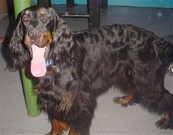 A black and tan Gordon Setter is standing next to a green pole looking forward with its long tongue hanging out.