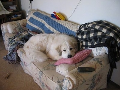 A Great Pyrenees is laying on top of a pink pillow on a tan couch