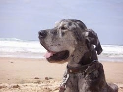 A panting gray and black merle Great Dane is laying on a beach.