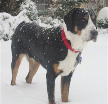 A tricolor black, tan and white Greater Swiss Mountain Dog is wearing a red collar standing outside in front of a house in snow. There is snow all over the dog
