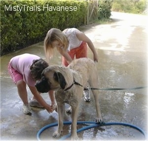 A huge tan with black mastiff dog is standing outside on a sidewalk and two children are washing its side with a garden hose.