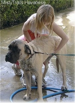 A large wet tan with black dog is standing outside on a concrete porch and it is looking to the left. There is a child washing the sides of the dog.
