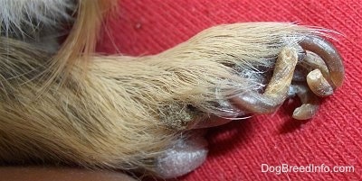 The long, curled nails of a guinea pig that need to be clipped. The guinea pig's nails are on top of a red surface.