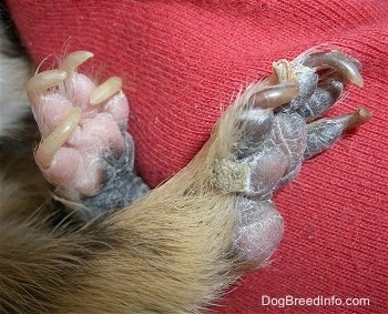 Close up - Long nails of a guinea pig that need to be clipped