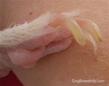 Close up - The long, curled nails of a guinea pig that need to be clipped being held against a person's hand.