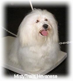 Close up - A soft looking, long haired white Havanese is standing on a show dog grooming table, it is looking up and to the right. Its mouth is open and its tongue is out.