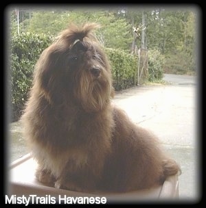 A long-haired brown Havanese is sitting on a table on a porch looking up and to the right.