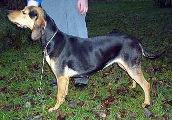 Left Profile - A black and tan Greek Hound is standing in grass with a person standing behind it holding its chin.