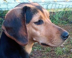 Close Up head shot - A tan with black Greek Hound is standing in grass with a fallen fence behind it