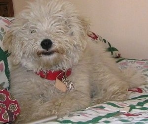 Close up front view - A furry white Puli is wearing a red collar laying on a bed and it is looking forward.