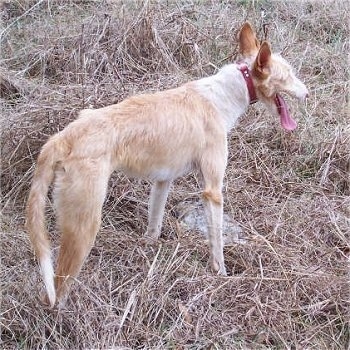 A tan with white Ibizan Hound is standing in brown grass. Its mouth is open and its tongue is out