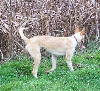 A tan with white Ibizan Hound is walking in front of a line of brown corn stalks. Its mouth is open and its tongue is out