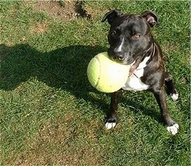 A black with white Irish Staffordshire Bull Terrier is sitting in grass with a big tennis ball in its mouth