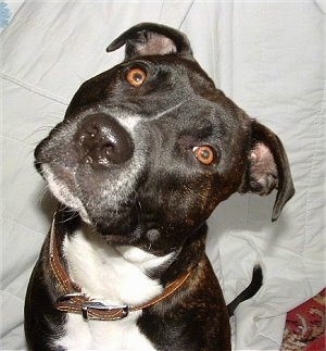 Close Up head shot - A black with white Irish Staffordshire Bull Terrier has its head tilted to the right