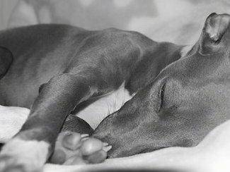 Close Up - A grey with white Italian Greyhound puppy is sleeping on its side