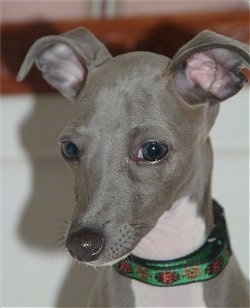 Close Up head shot - A grey with white Italian Greyhound puppy is wearing a green collar sitting in front of a wall looking down and to the left.