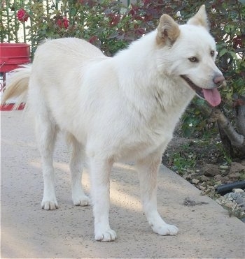 A panting, white Jindo is standing on a sidewalk next to a tree. There are red rose bushes behind it.