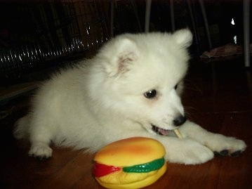 A white Japanese Spitz puppy is laying on a hardwood floor. It is chewing on a dog bone. There is a hamburger squeaky toy next to it
