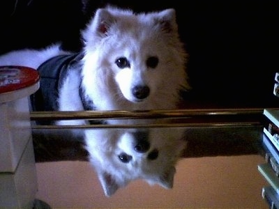 A Japanese Spitz is wearing a vest and looking over a glass table with its own reflection peering below like a mirror