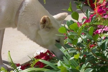 A white Jindo is standing on a concrete patio and sniffing the plant in a flower bed