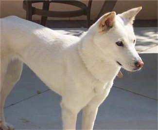 A white Jindo is standing on a concrete porch next to a table