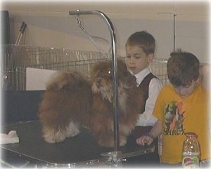 A brown with white dog is standing on a grooming table and it is looking to the left. Two boys are standing behind the dog and grooming it.