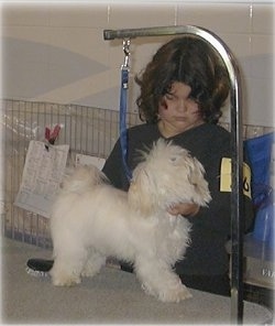 A white fluffy haired dog is standing on a grooming table behind it is a girl that is touching it.