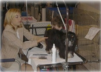 A blonde haired girl is sitting in a chair, in front of a table with grooming tools on it and she is touching a black with white dog in front of her. On the otherside of the table is a boy standing up.