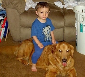 A boy in a blue shirt and pants is sitting on the back of a Golden Retriever dog that is laying down on a brown carpet in a living room next to a laundry basket and in front of a tan couch.