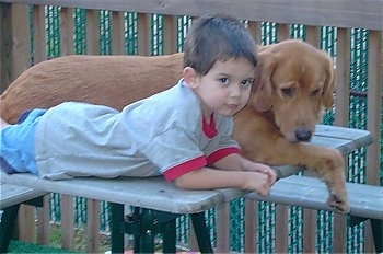 A Golden Retriever is laying next to a boy on a wooden picnic table. The dog is looking over the edge and the boy is looking forward.