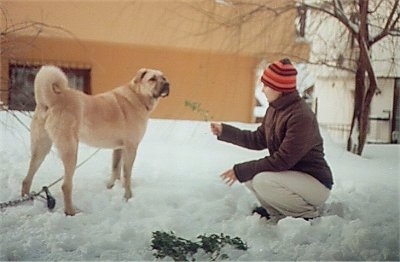 A tan Kangal Dog is standing in snow and there is a lady in front of it holding up a branch with dried leaves on it.