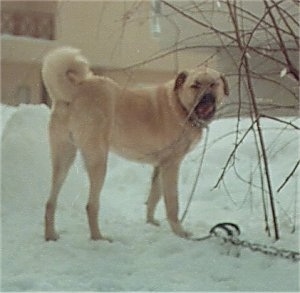 A tan Kangal Dog is standing in snow and it is licking its nose