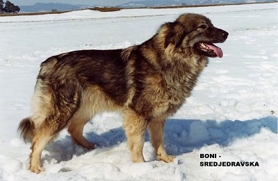 Right Profile - A black and tan Karst Shepherd dog is standing in snow. Its mouth is open and tongue is out. The words - BONI - SREDJEDRAVSKA - are overlayed