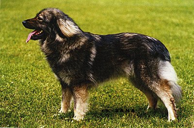 Left Profile - A panting black with tan and white Karst Shepherd is standing in a grass